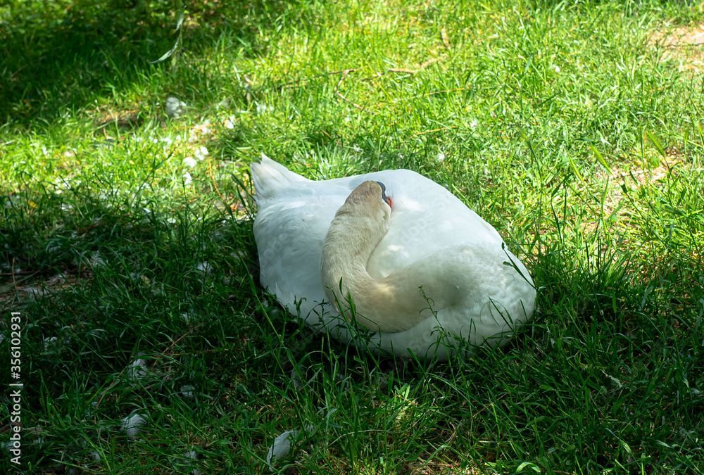 Schwan