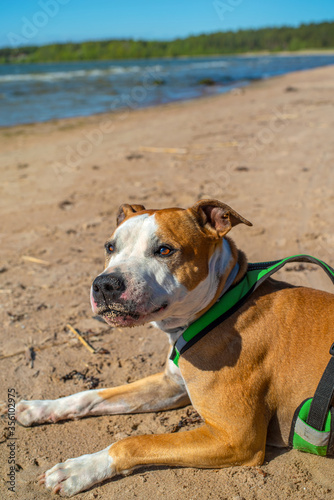 Portrait of cite red American Staffordshire Terrier on the beach. Dogs nose and mouth covered with the sand.