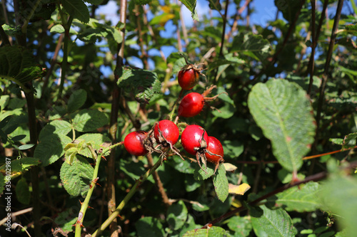 Bright red rose hips growing in the hedgerow, glowing in bright sunshine