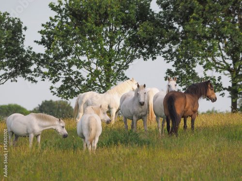 Herd of Ponies