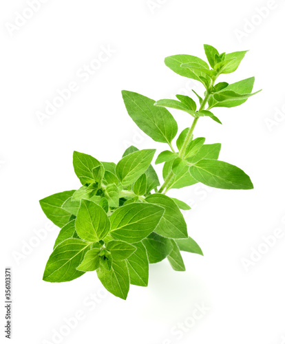 bunch of oregano leaves isolated