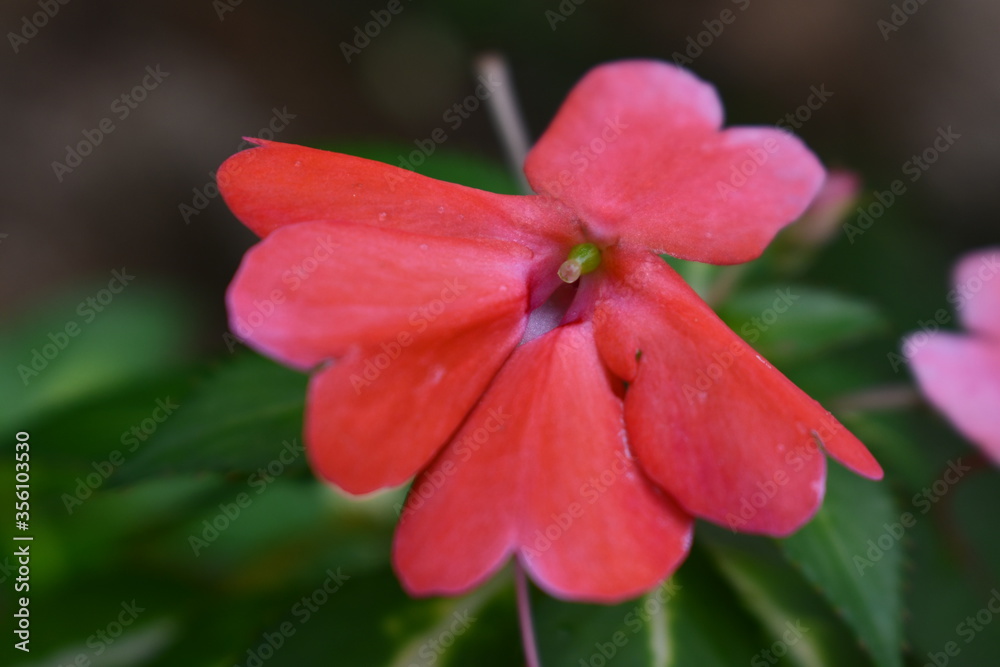 Red Flower Red Flower