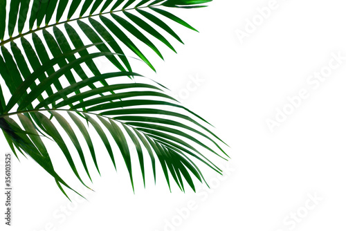  tropical coconut palm leaf isolated on white background  summer background