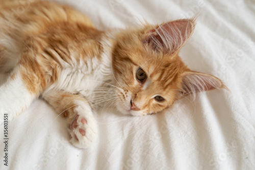 A beautiful ginger Maine Coon kitten relaxing at home.