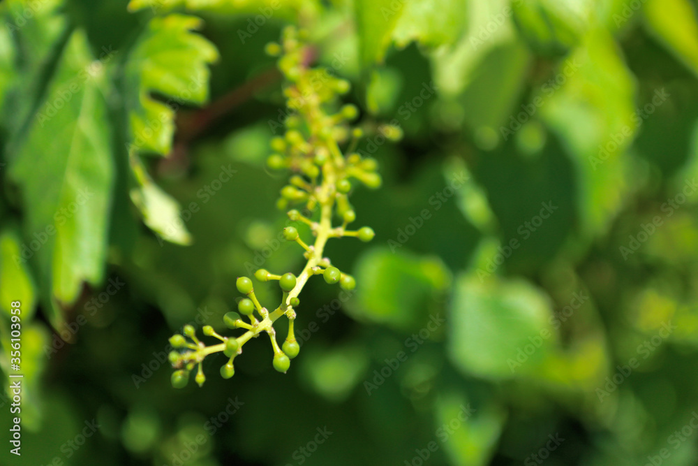 Particolari di piante di vite, foglie e tralci, in un vigneto in tarda primavera Particolari di piante di vite, foglie e tralci, in un vigneto in tarda primavera