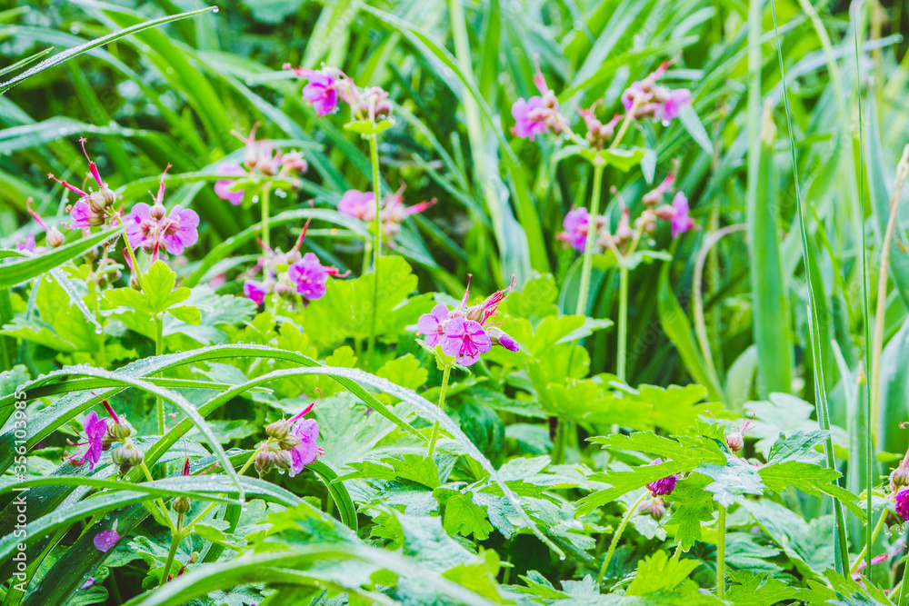 Rock Cranes-Bill (Hardy Geranium, Wild Geranium) In the garden. Selective focus. Shallow depth of field.
