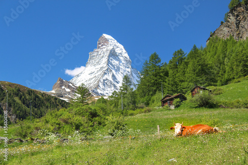 The Matterhorn in Zermatt, Switzerland. Swiss alps. Summer. Cows in the mountains. © Gudrun
