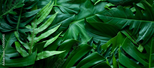 closeup nature view of tropical green monstera leaf and palms background. Flat lay, fresh wallpaper banner concept