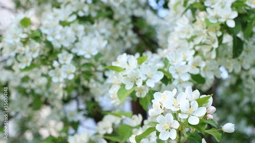 blooming apple tree strewn with white flowers with a yellow core with a pronounced twig in the foreground and a blurred background of branches