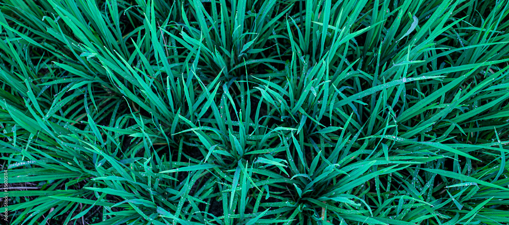 closeup nature view of green leaf on background and sunlight, fresh wallpaper banner concept closeup nature view of green leaf on background and sunlight, fresh wallpaper banner concept
