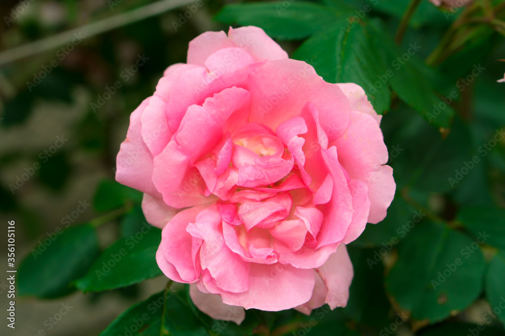 Rose pink color, artisanal ornamental plant