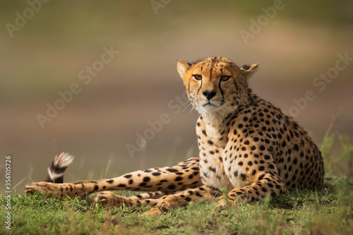 cheetah in serengeti national park