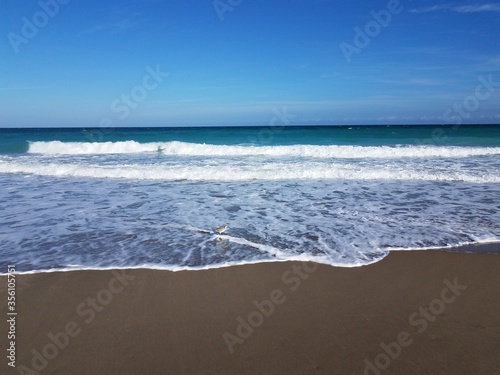 ocean waves and wet sand at beach and bird