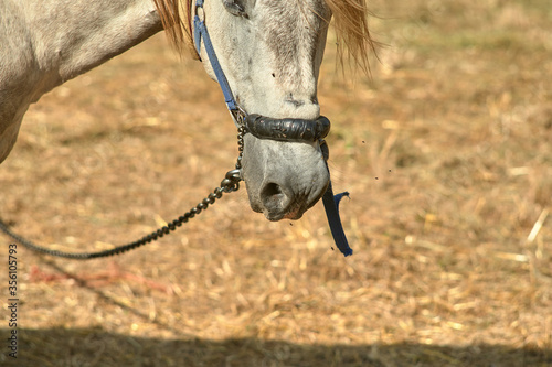 Fototapeta Naklejka Na Ścianę i Meble -  white horse in meadow eating