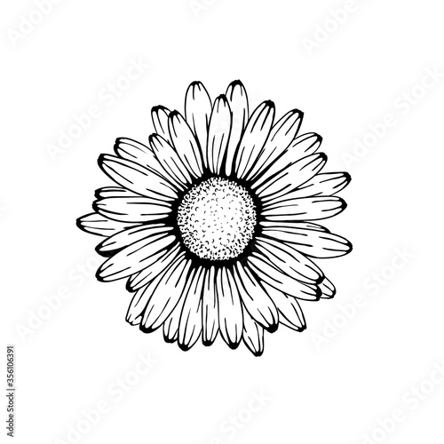Fototapeta Naklejka Na Ścianę i Meble -  beautiful monochrome, black and white daisy flower isolated. for greeting cards and invitations of the wedding, birthday, Valentine's Day, mother's day and other seasonal holiday