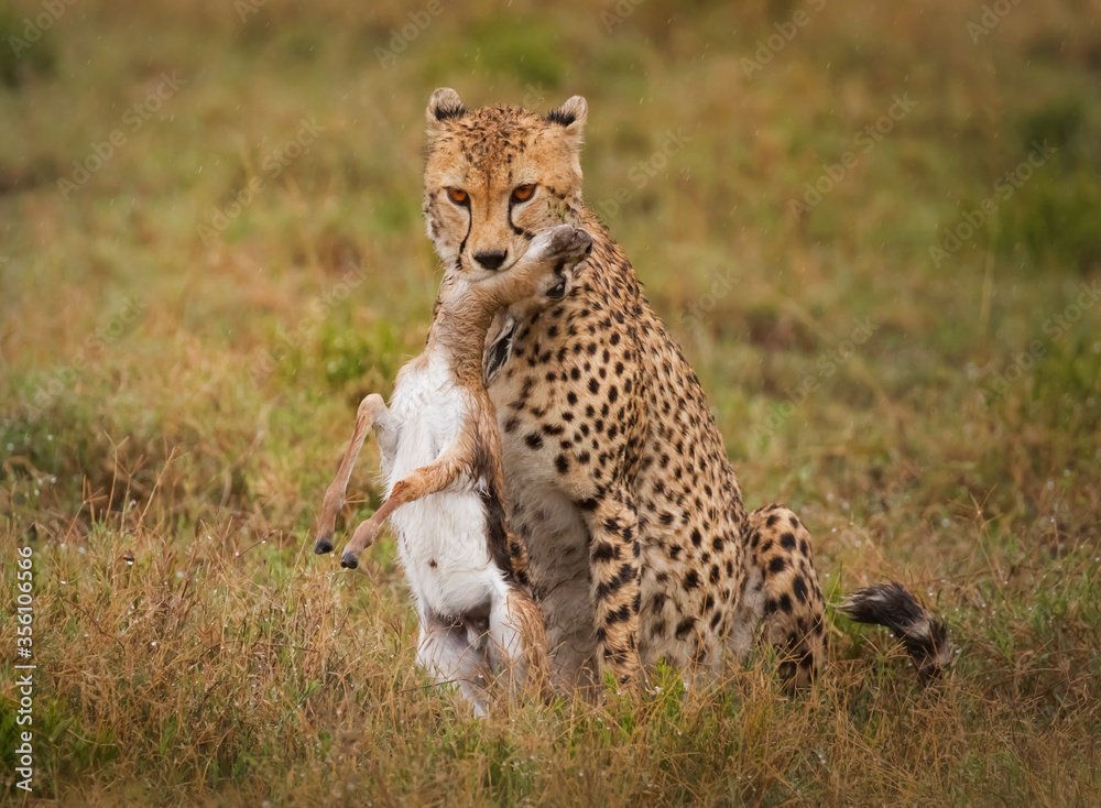 Naklejka premium cheetah with prey