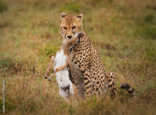 cheetah with prey
