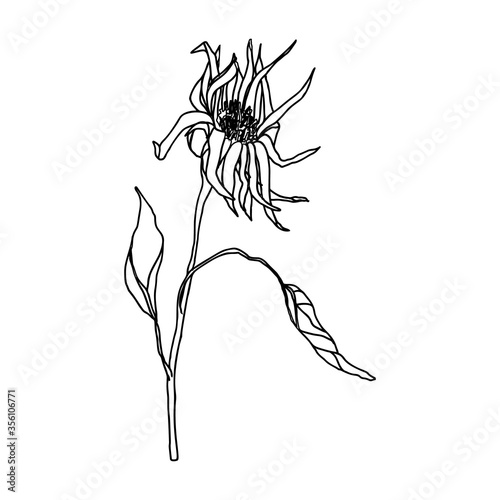 Flower hand drawn flat illustration. Botanical design elements. Vector sketch...