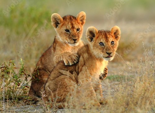 lion cub in the savannah photo