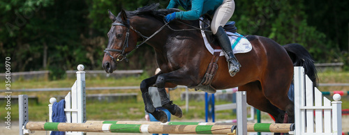 Show jumper (horse) with rider jumping over the obstacle with the front legs pulled up, close-up at the level of the saddle..