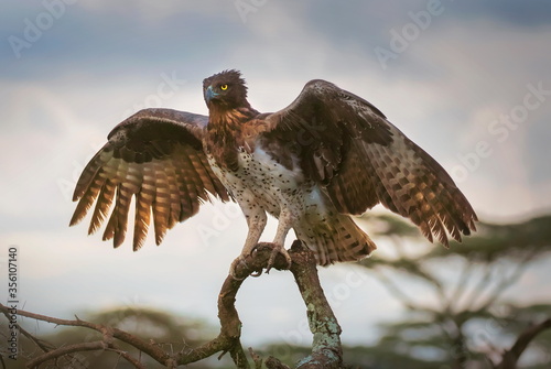 Fototapeta martial eagle