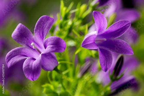 Blooming of blue mountain alpine bellflower in nature, Campanula alpina. Floral background. Close-up. Selective focus.