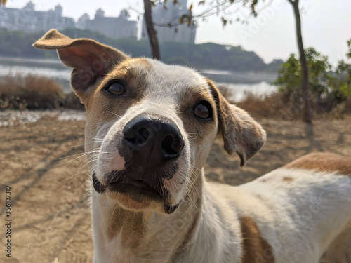 Extreme CloseUp Face of Stray Dog. Curious dog looking at the camera. close-up of Dog face in outdoors © Mudassar