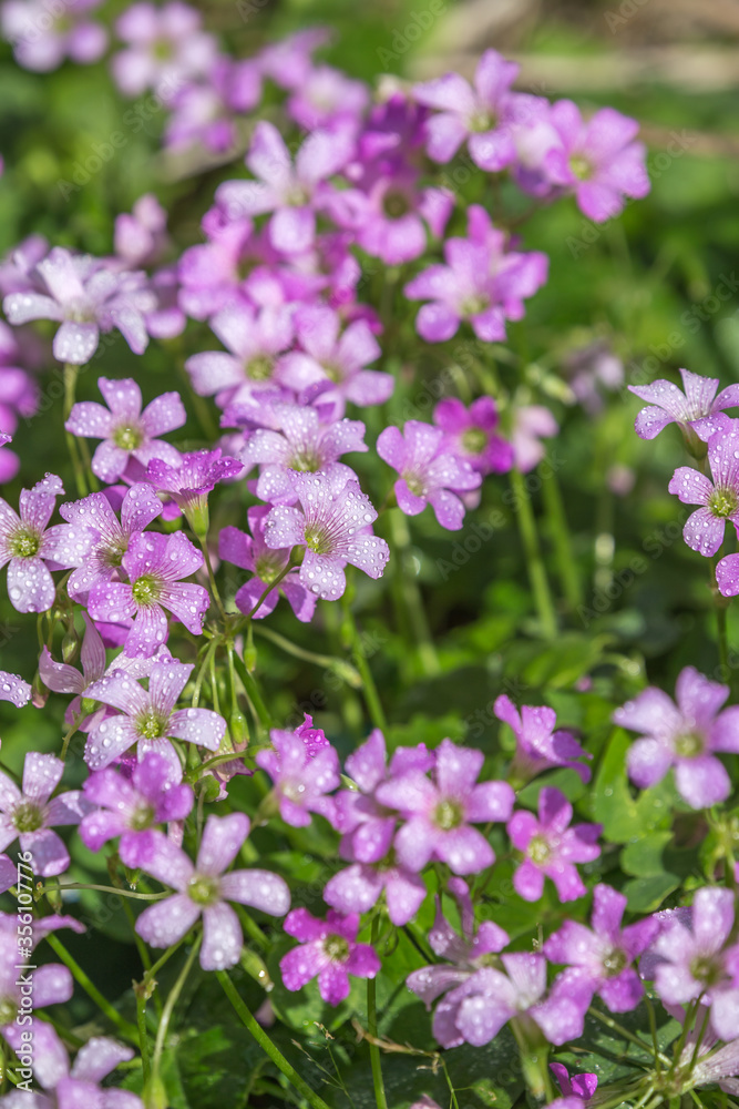 花菖蒲