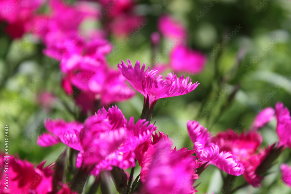 pink flowers inflorescence green cloves background pink flowers inflorescence green cloves background