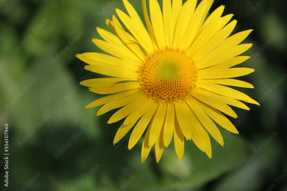 Fototapeta premium yellow flowers green chamomile in flower garden background