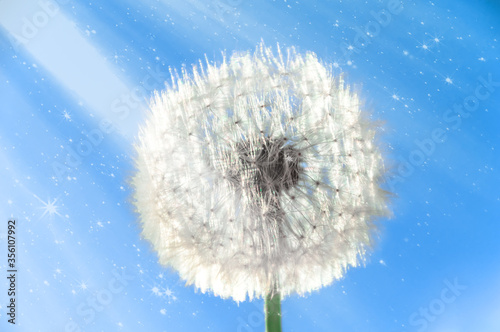 Dandelion flower with seeds on a sunny day against a deep blue sky with sunbeams