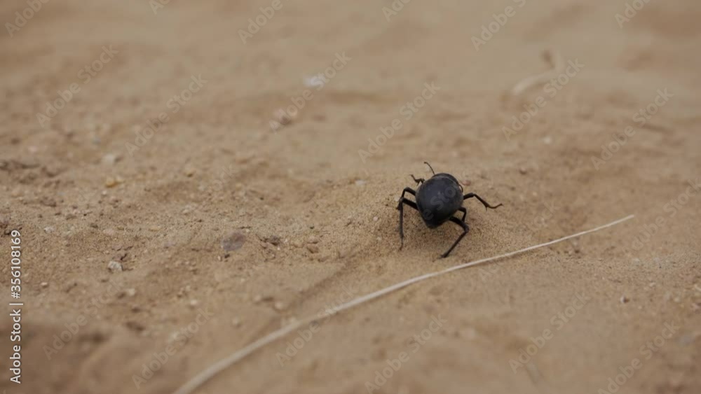 Black beetle crawling over sand dune on Indian Desert in slow motion. Black beetle crawling over sand dune on Indian Desert in slow motion.