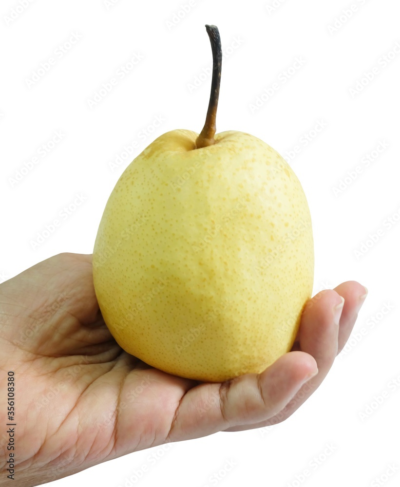 Hand Hodling Nashi Pear on White Background Hand Hodling Nashi Pear on White Background