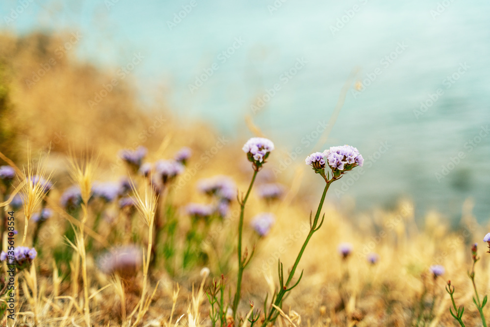 Beautiful blue flowers, dried flower on sea background. Beautiful floral background and texture, macro shot