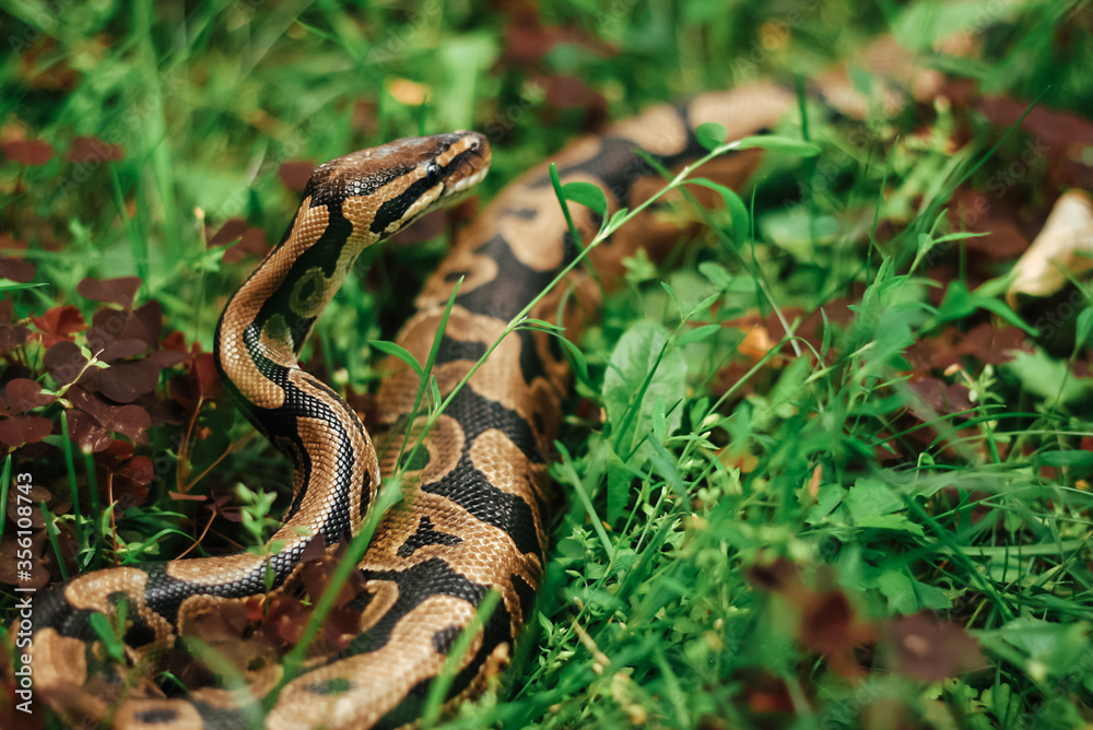 Naklejka premium A large snake creeps in grassy land. Python is crawling on the grass.