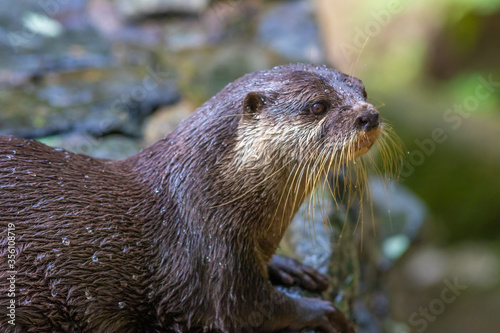 コツメカワウソのポートレート