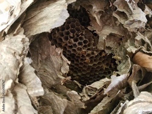 old wasp nest closeup