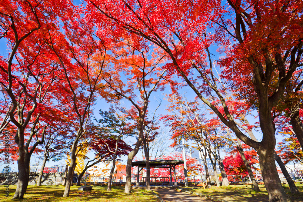 Autumn in Iwate park, Morioka city, Iwate, Japan. Autumn in Iwate park, Morioka city, Iwate, Japan.