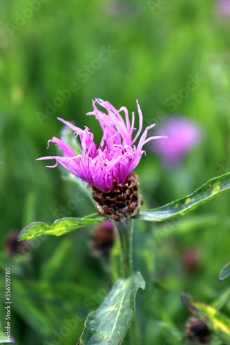 Blume 