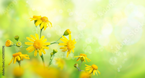 Wild meadow with yellow flowers in strong sunlight. Nature background. Early morning. 