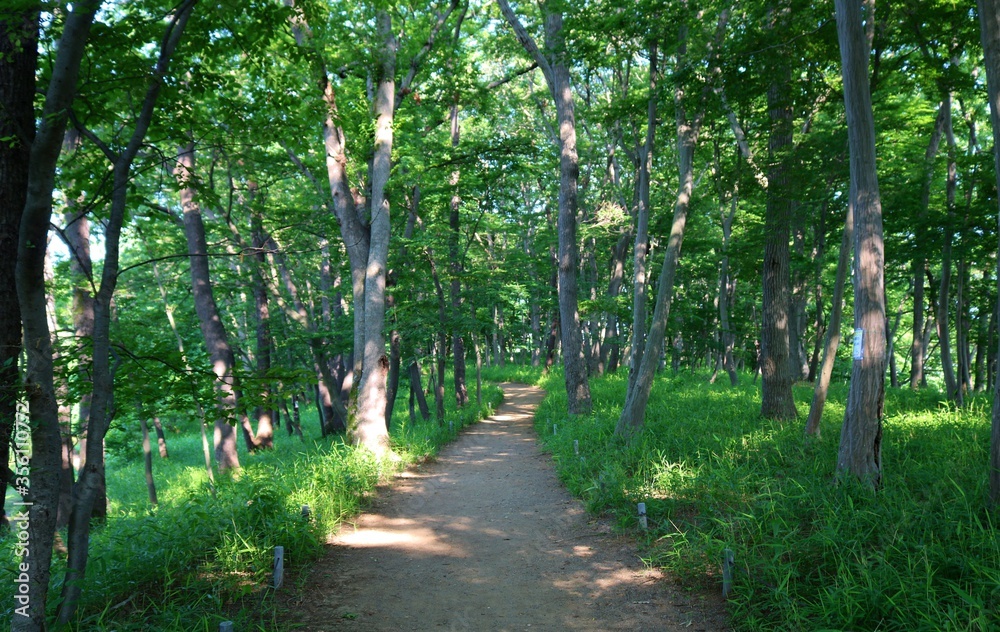 Fototapeta premium 木漏れ日 道 新緑 風景 茨城