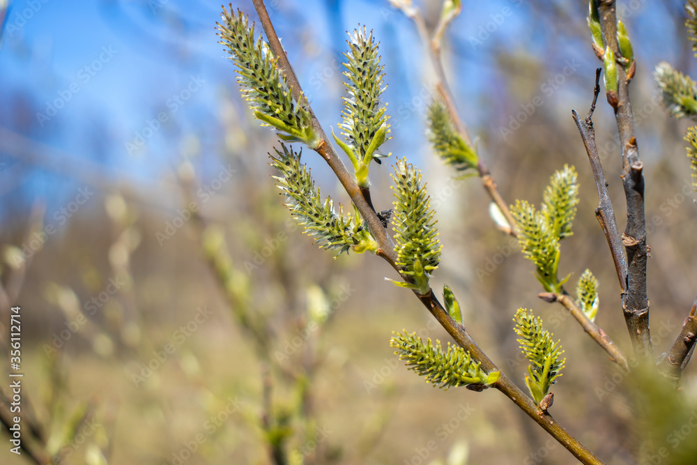 Flowering plant with green fluffy flowers Flowering plant with green fluffy flowers