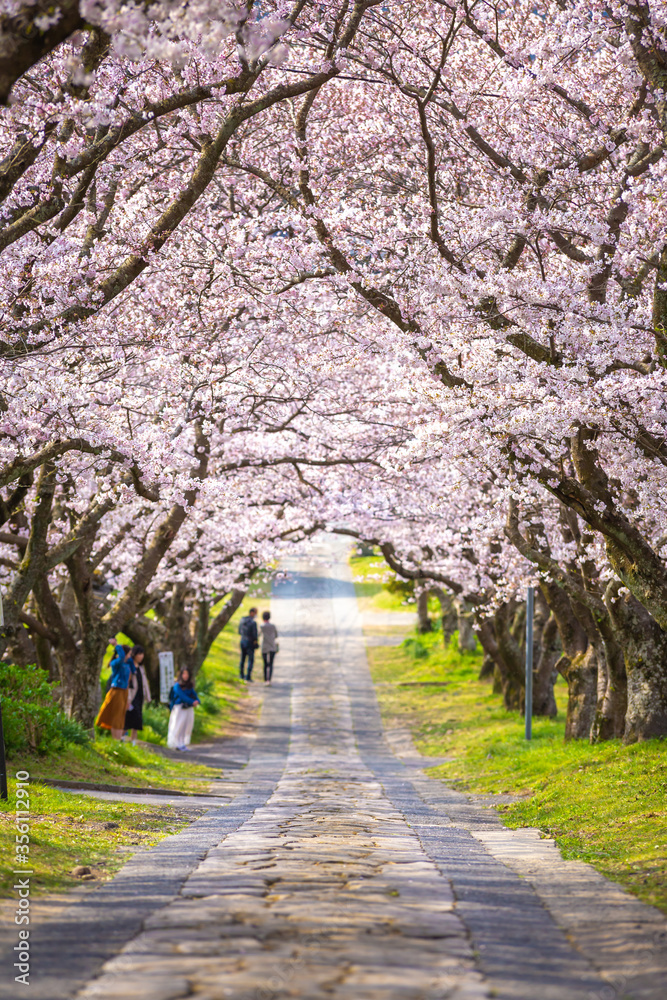 Fototapeta premium 桜のアーチ 春のイメージ