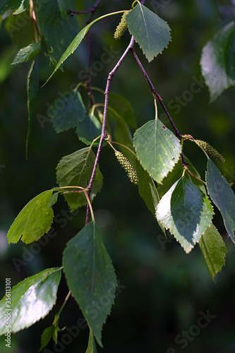 birch branch with catkins