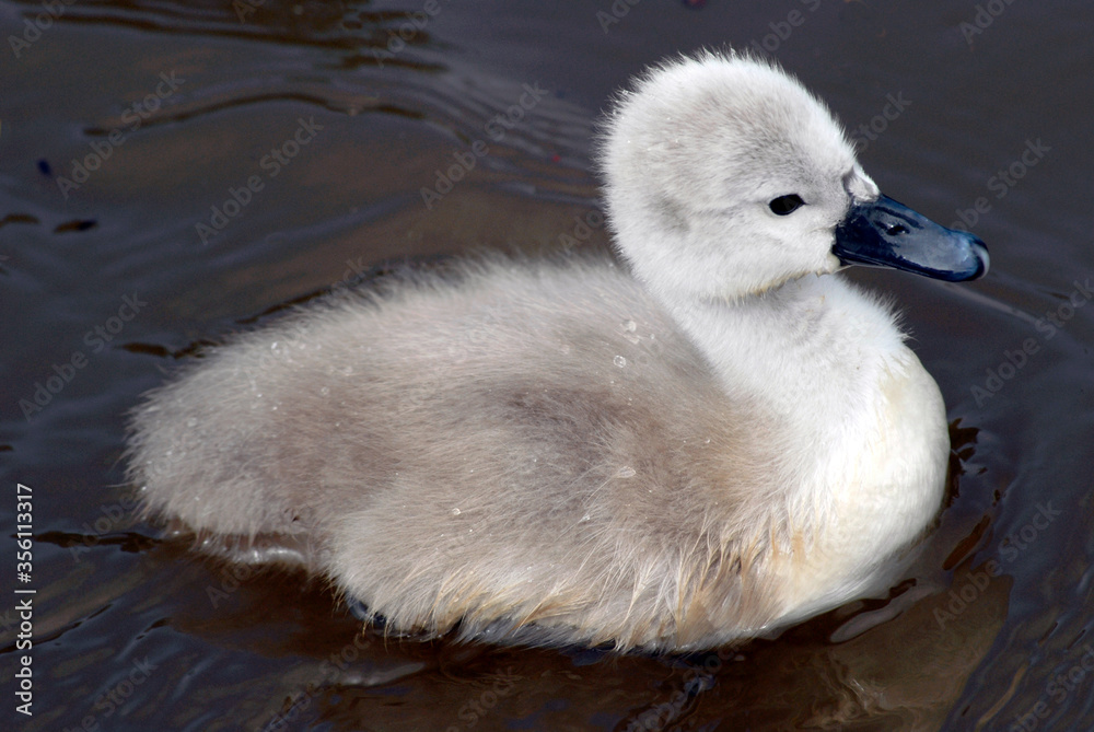 Cygnet Cygnet