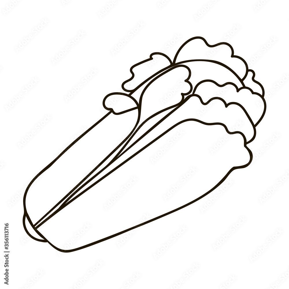 Vector line chinese cabbage. Cartoon hand drawn cabbage Vector line chinese cabbage. Cartoon hand drawn cabbage