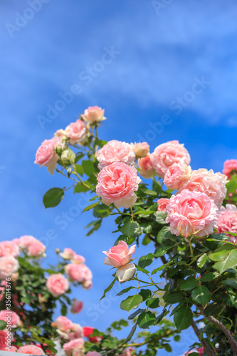 バラの花