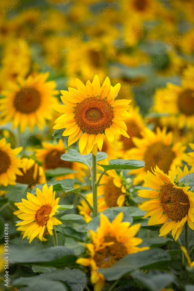 ヒマワリの花