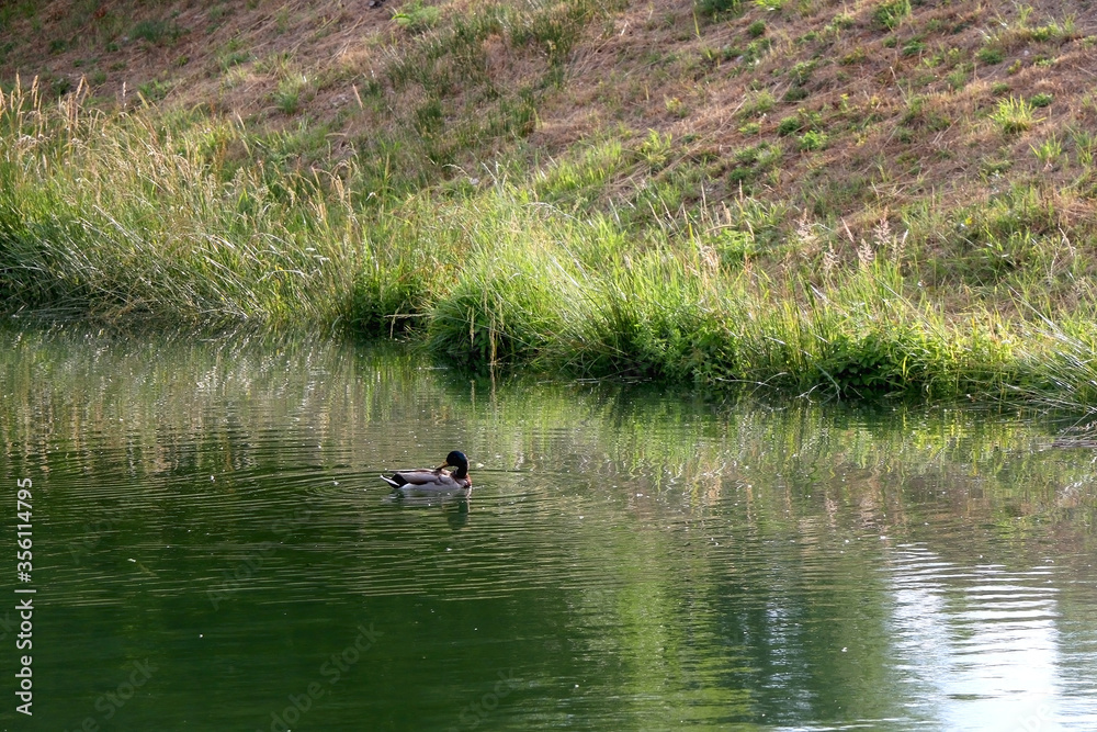 Male mallard duck in a river. Selective focus. Male mallard duck in a river. Selective focus.