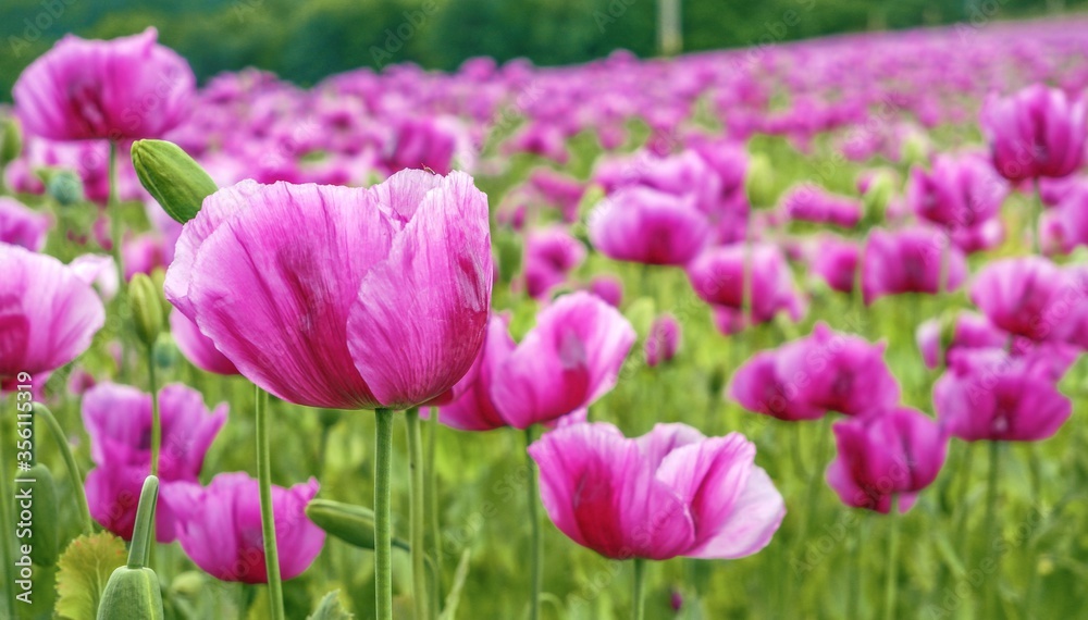 Obraz premium Pink poppies